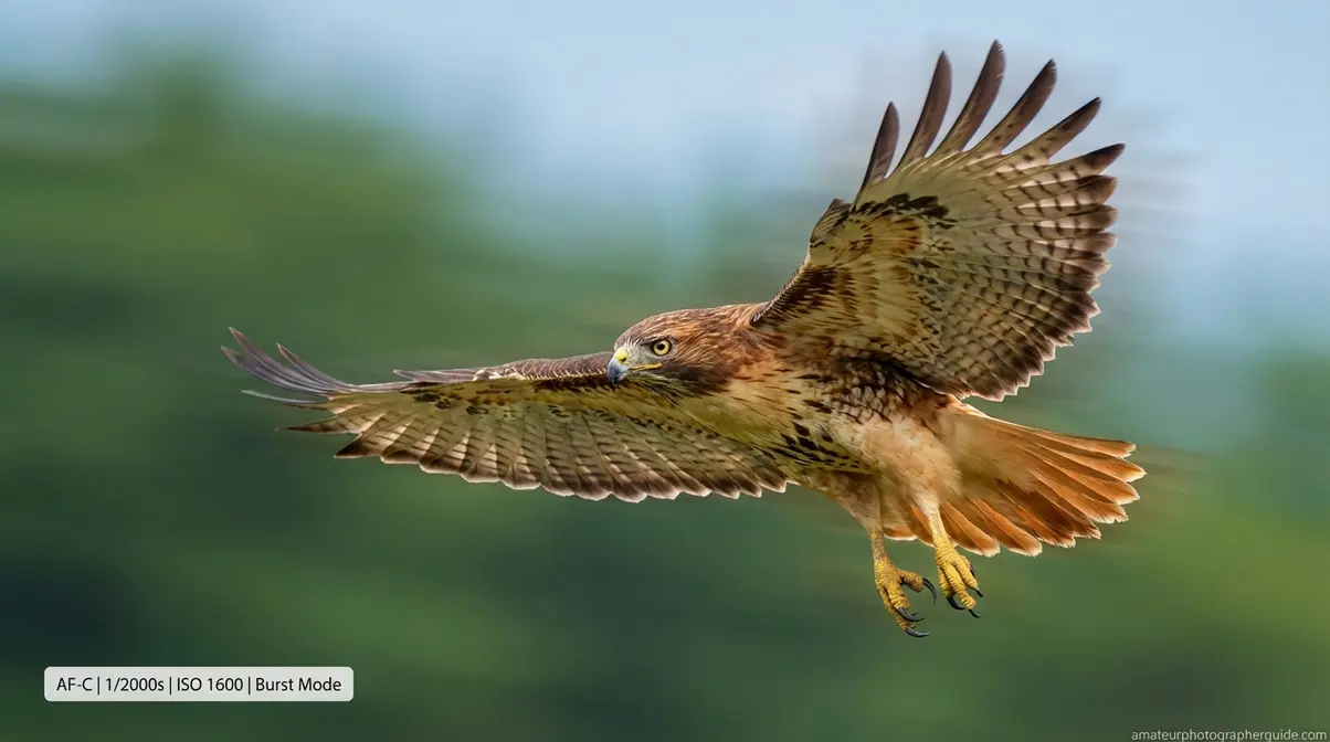 Red-tailed hawk in sharp mid-flight captured using continuous autofocus, 1/2000s shutter speed, and burst mode for wildlife photography