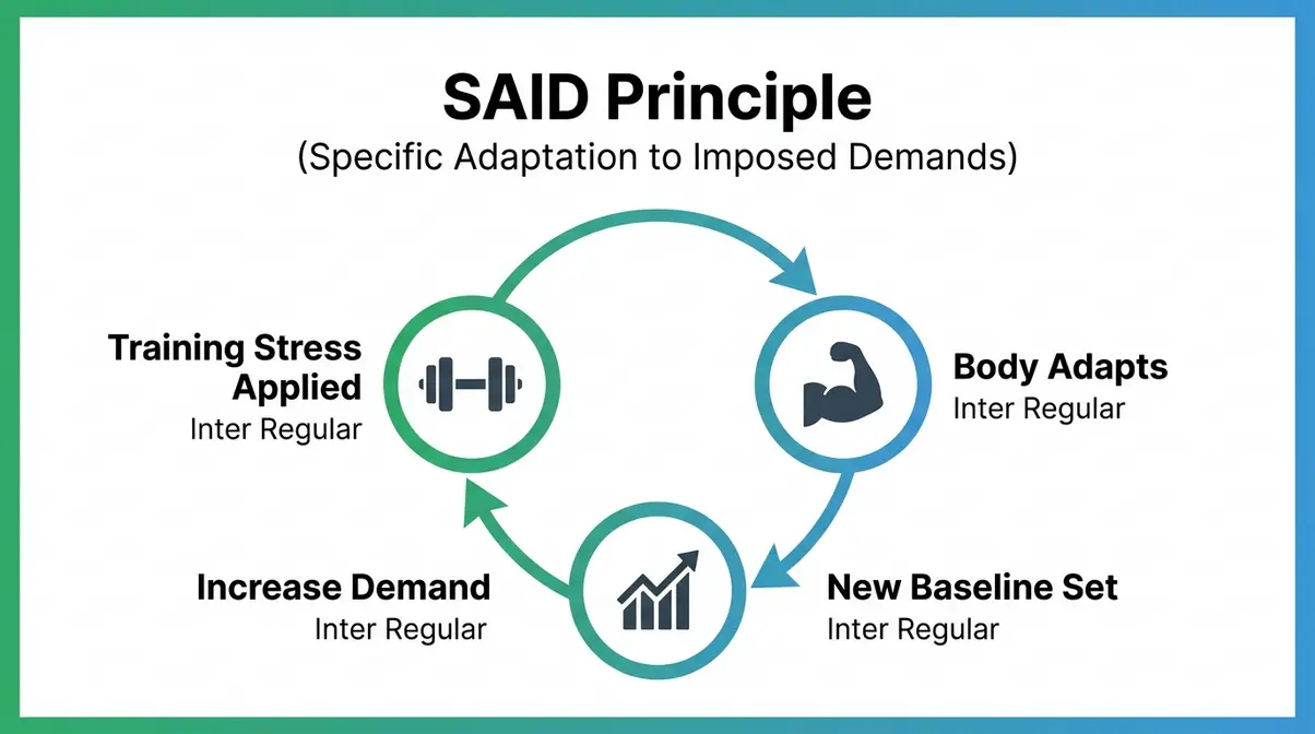 SAID Principle diagram showing the cycle of training stress, muscle adaptation, and new baseline for progressive overload