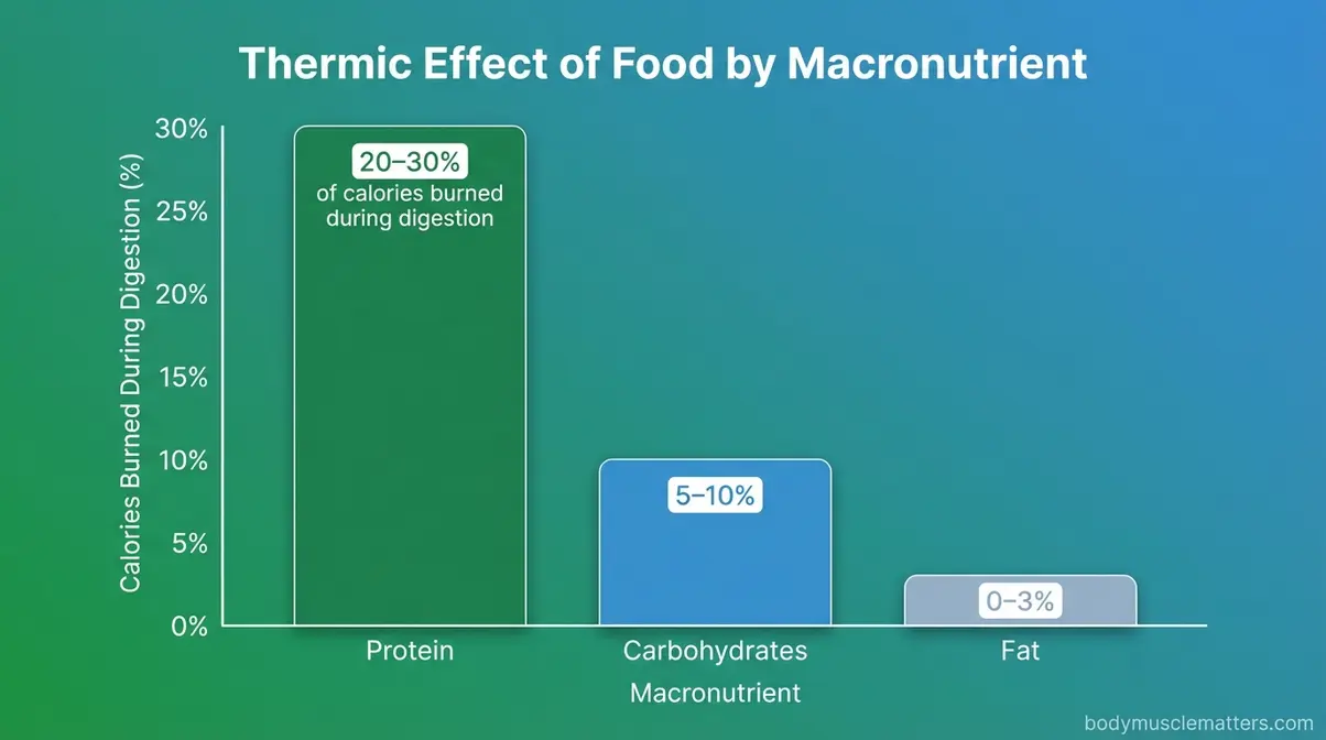 Bar chart comparing thermic effect of protein at 20-30 percent versus carbs and fat for weight loss