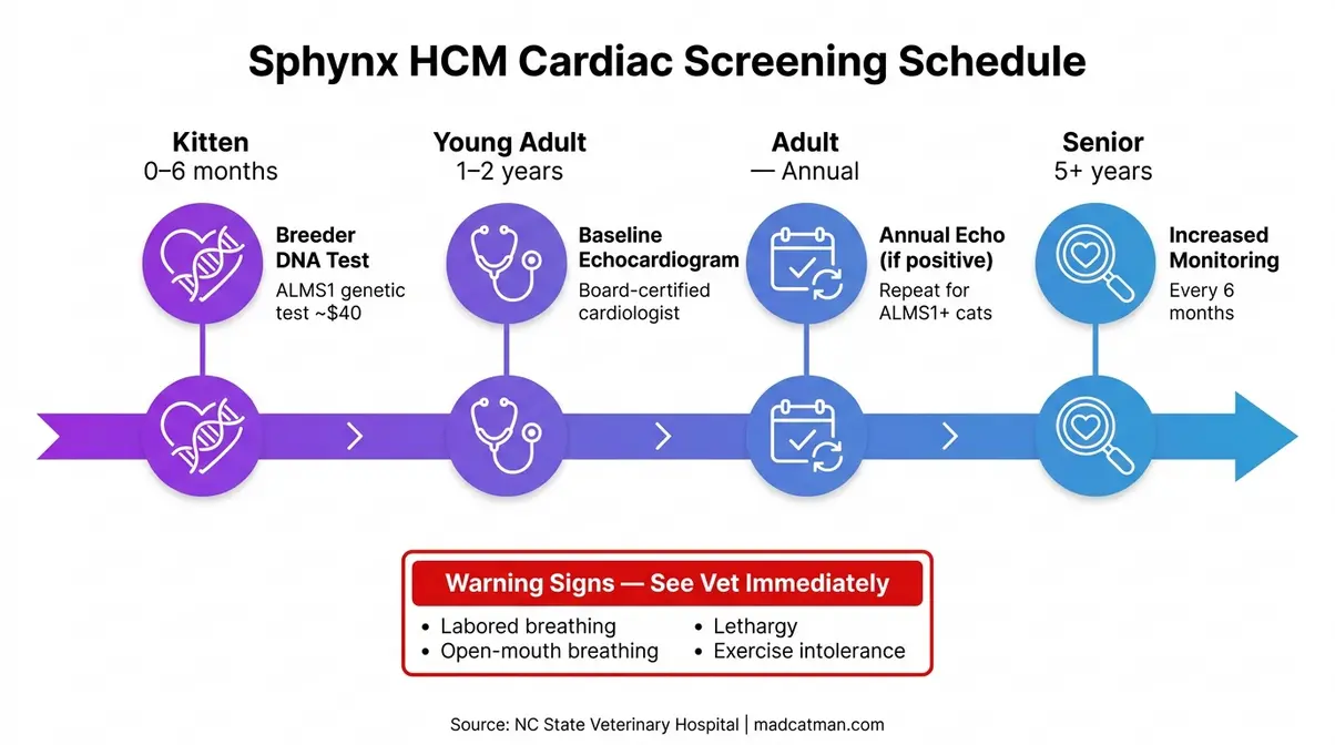 Sphynx HCM cardiac screening timeline showing annual echocardiogram schedule and warning signs