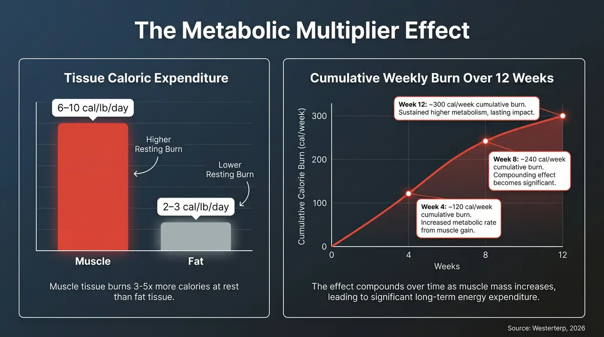 Infographic showing strength training for fat loss beginners builds muscle that increases resting metabolic rate over 12 weeks