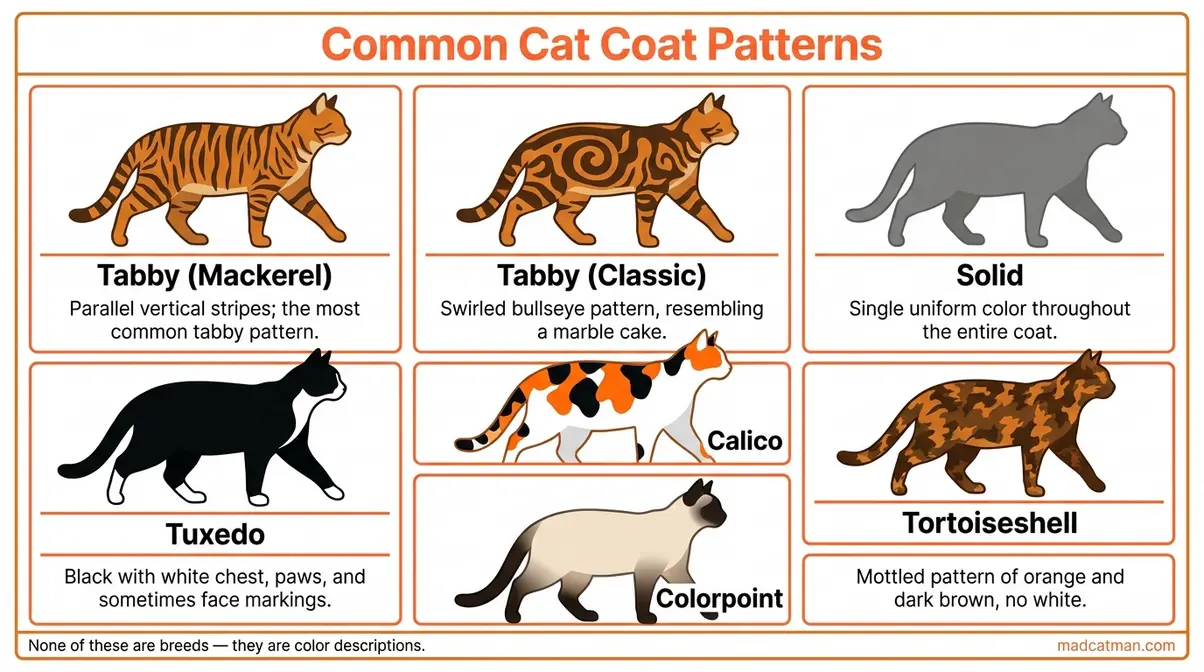 Illustrated infographic of common cat coat patterns including tabby mackerel classic tuxedo calico tortoiseshell and colorpoint
