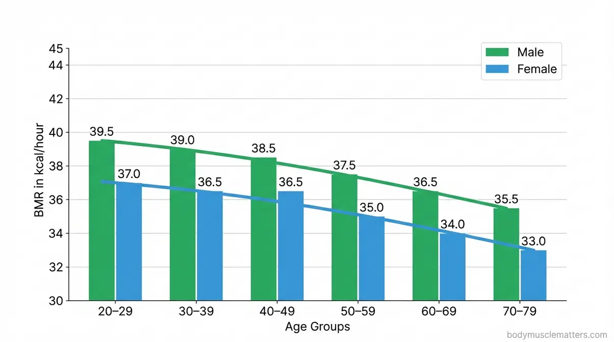 Bar chart showing average basal metabolic rate in calories per hour for men and women across six age groups from twenties to seventies