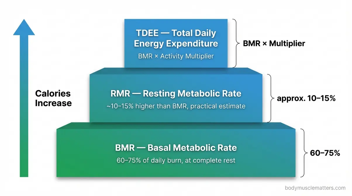 Three-tier pyramid diagram comparing basal metabolic rate resting metabolic rate and total daily energy expenditure calorie levels