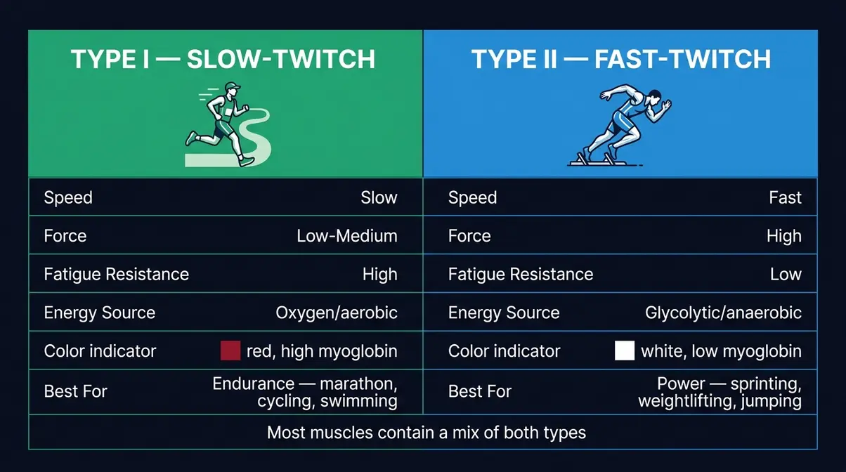 Chart comparing Type I slow-twitch and Type II fast-twitch muscle fibers by speed force fatigue resistance and best use