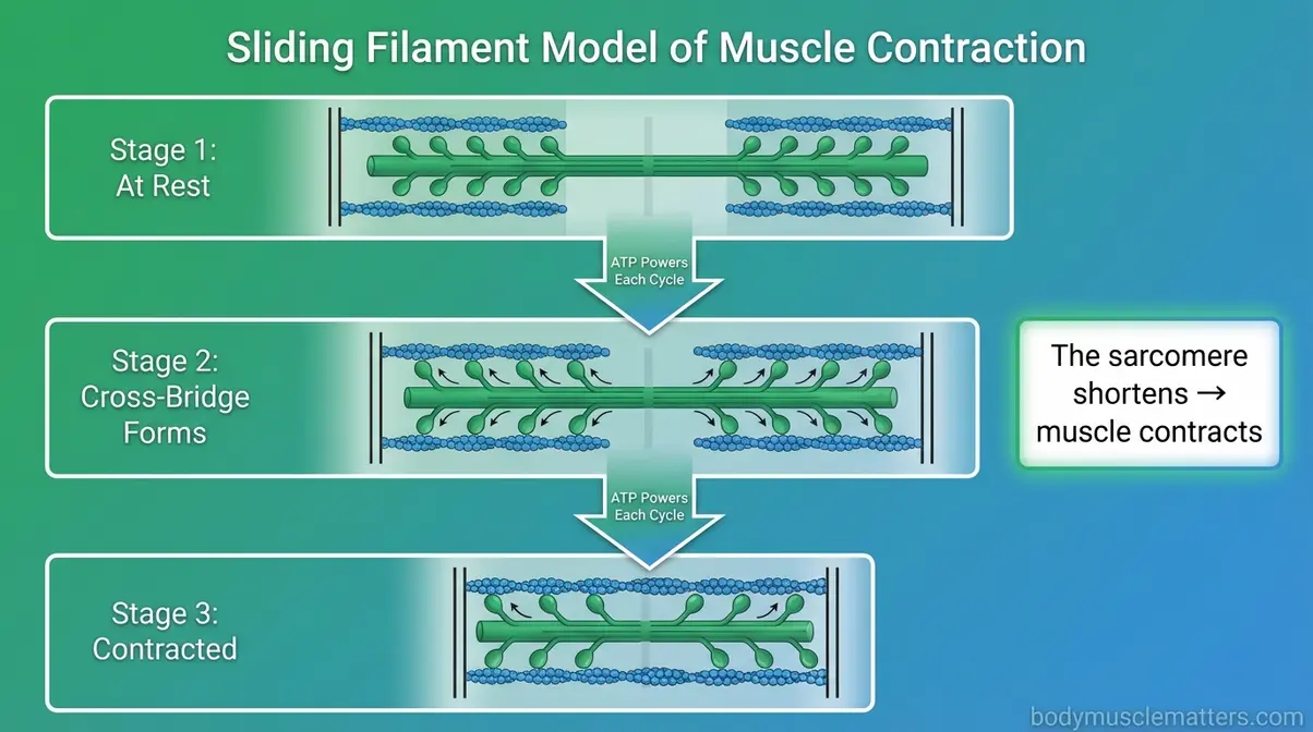 Flowchart of sliding filament model showing actin and myosin filaments sliding together to shorten the sarcomere during muscle contraction