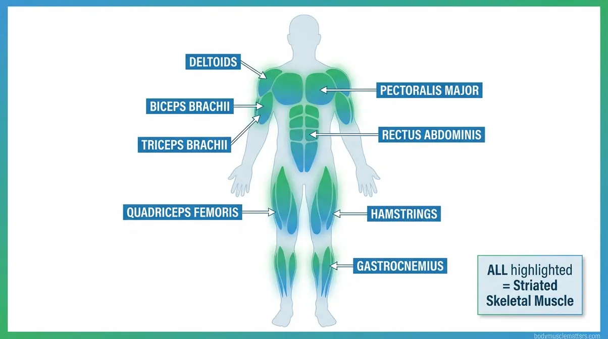 Human body silhouette with major voluntary striated skeletal muscle groups highlighted including shoulders arms chest abdomen and legs