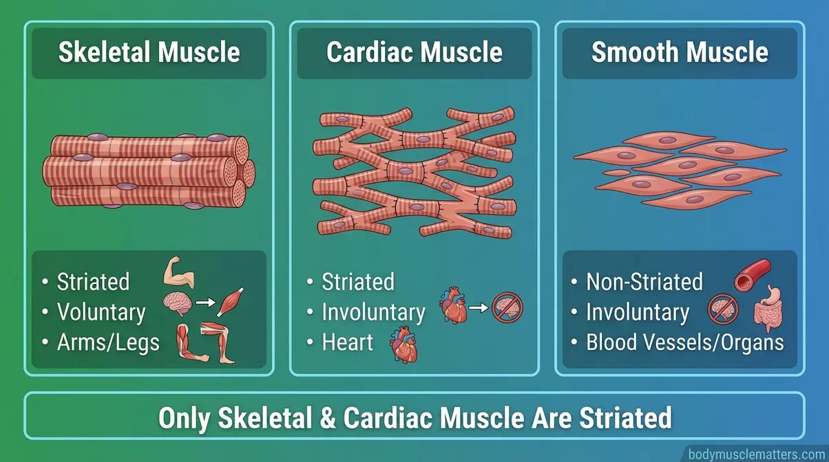 Three-panel comparison of skeletal striated muscle, cardiac striated muscle, and smooth non-striated muscle showing structural differences