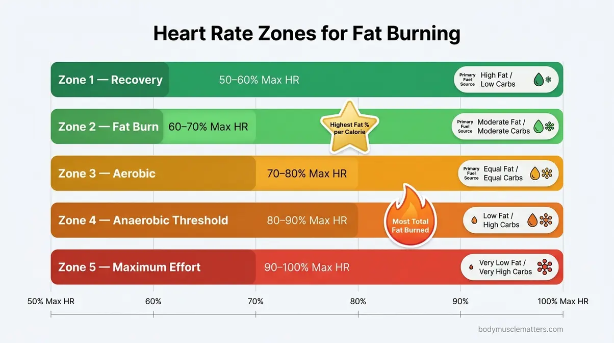Heart rate zones fat burning chart for cardio exercise showing five zones from recovery to maximum effort