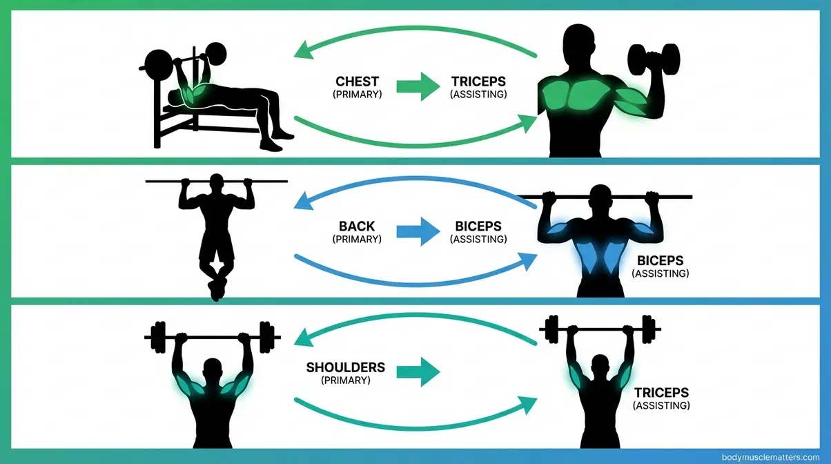 Synergistic muscle pairing illustration showing chest with triceps, back with biceps, and shoulders with triceps working together